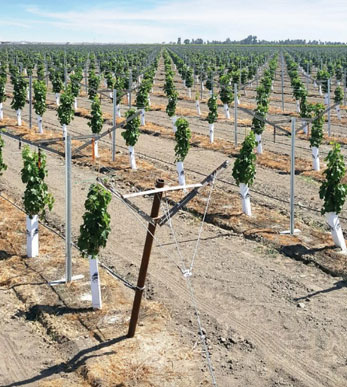 vineyard post supplier