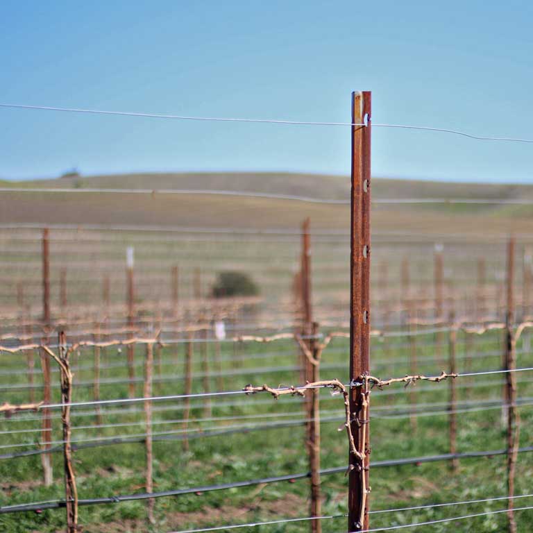 grape stake