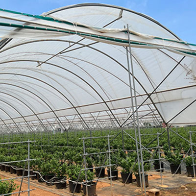 Blueberry Greenhouse