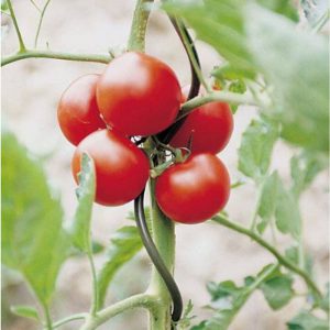 Tomato Spiral Stakes