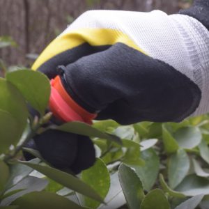 garden gloves