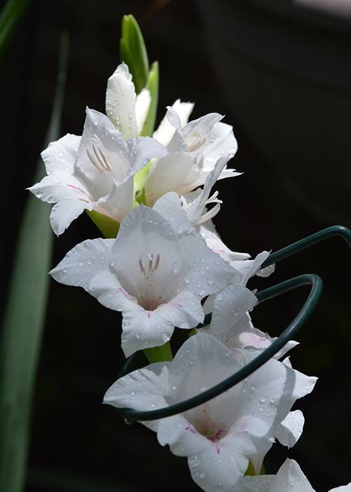 Plant gathering for gladiolus support
