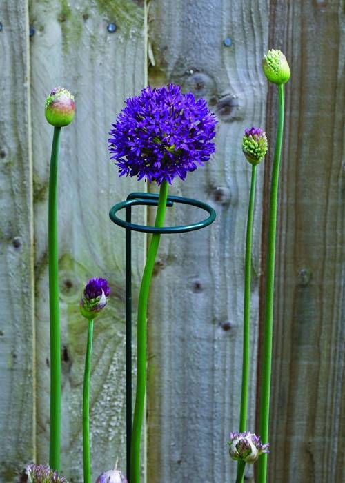 Single Stem Plant Support for Tall Flowers or Young Fast-Growing Plants
