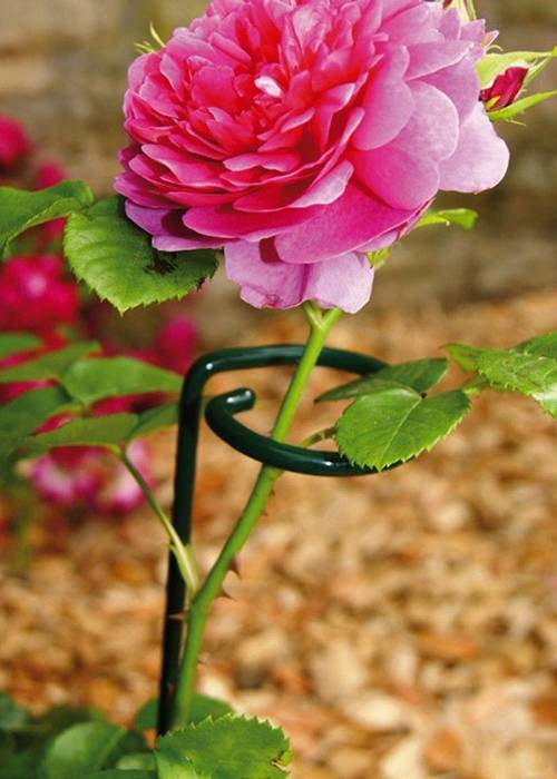 Pink peony stem support
