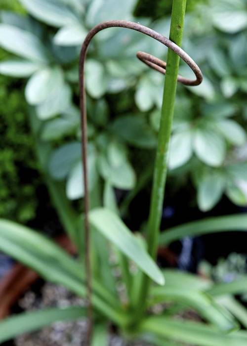 Purple bronze single stem plant support

