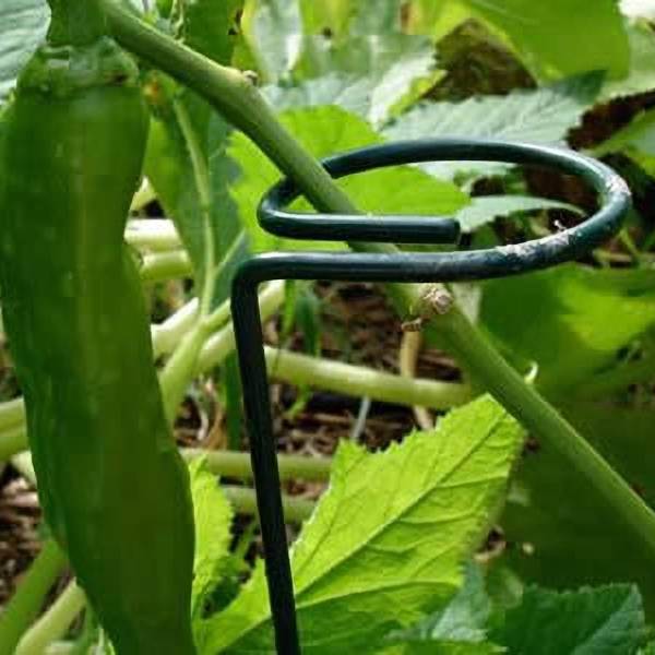 stem-support-pepper