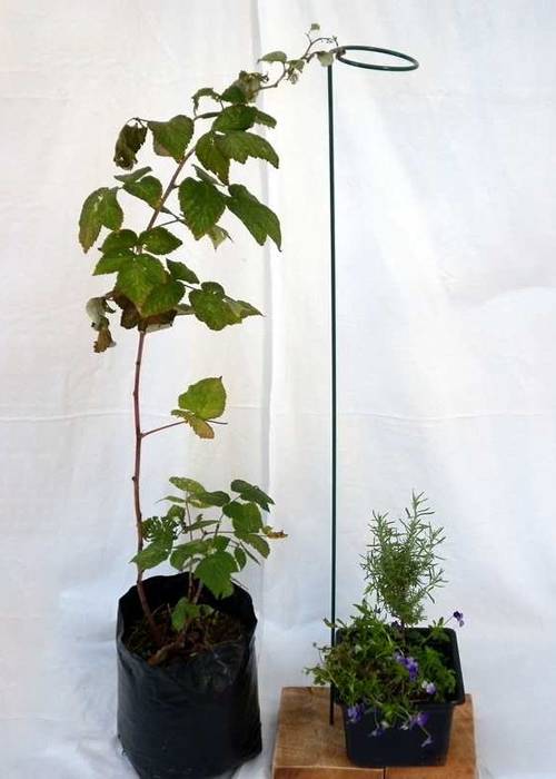 Trailing plants stem support
