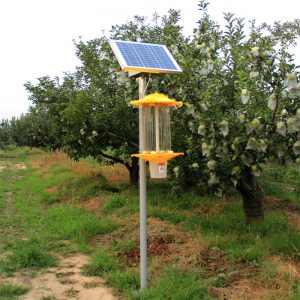 solar insecticidal lamp
