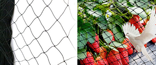 bird netting